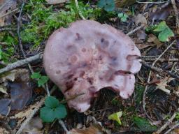 Hygrophorus capreolarius