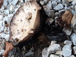 Agaricus bitorquis