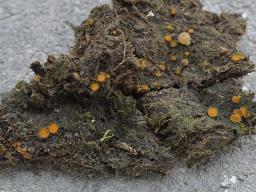 Cheilymenia stercorea