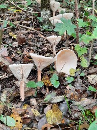 Infundibulicybe geotropa