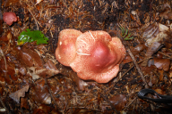 Cortinarius bolaris