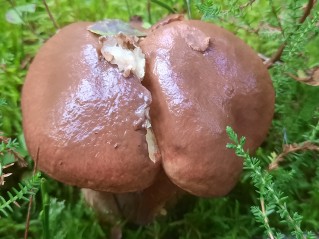 Suillus luteus