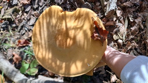 Phaeolepiota aurea