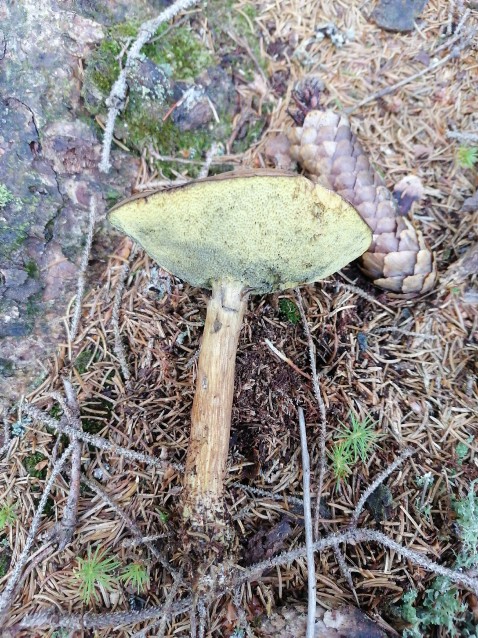 Imleria badia