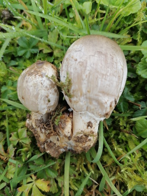 Coprinopsis atramentaria