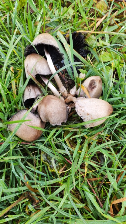 Coprinopsis atramentaria