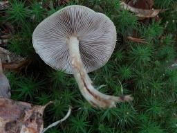 Agrocybe praecox