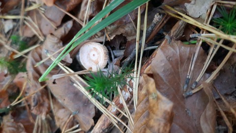 Lactarius chrysorrheus