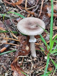 Amanita porphyria