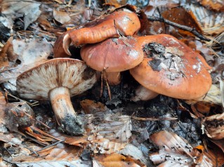 Tricholoma batschii