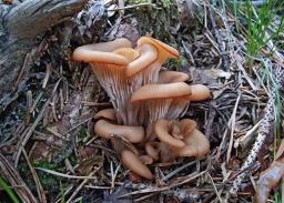 Lentinellus cochleatus