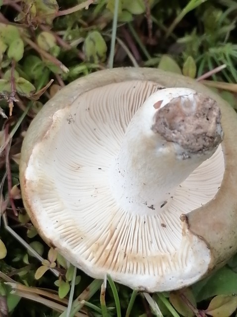 Russula aeruginea