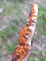 Gloeophyllum sepiarium