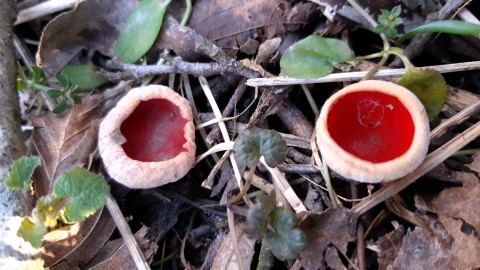 Sarcoscypha coccinea