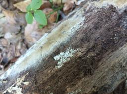 Henningsomyces candidus