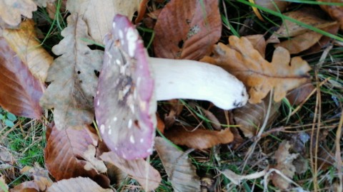 Russula romellii