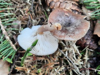 Rhizocybe pruinosa