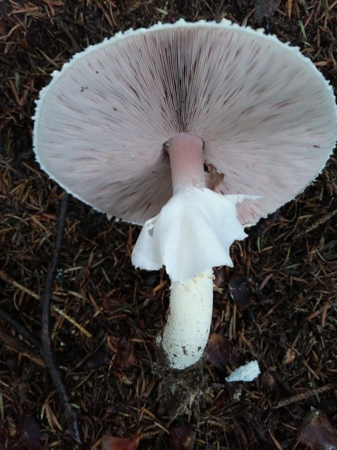 Agaricus augustus