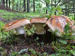 Catathelasma imperiale