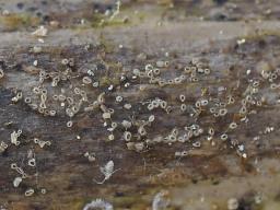 Hyalopeziza millepunctata