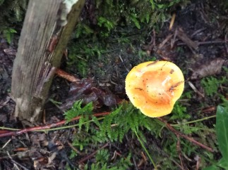 Russula aurea