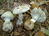 Amanita citrina