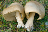 Melanoleuca cognata