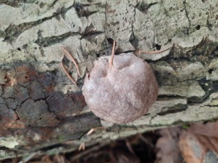 Reticularia lycoperdon