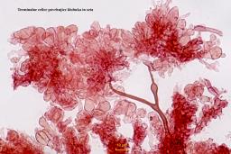 Marasmius torquescens