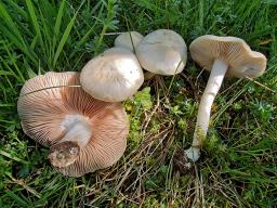 Entoloma sepium