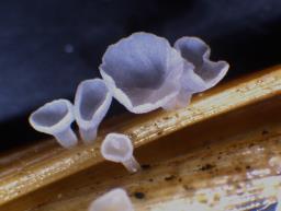 Calyptella capula