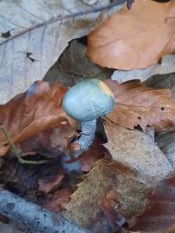 Stropharia aeruginosa