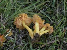 Hygrocybe aurantiosplendens