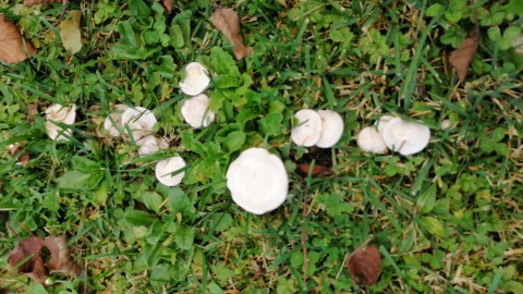 Clitocybe dealbata