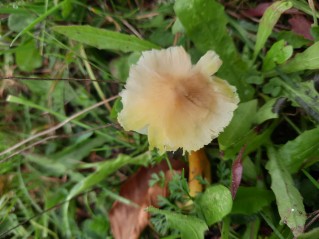 Hygrocybe citrinovirens