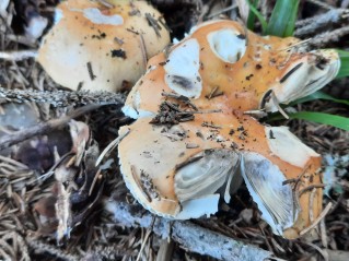 Russula decolorans