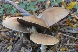 Agaricus augustus