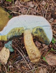 Hortiboletus bubalinus