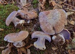 Phlegmacium glaucopus