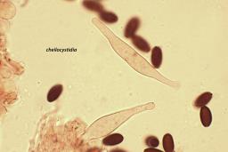 Psathyrella corrugis