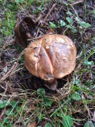 Cyanoboletus pulverulentus