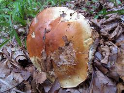 Calonarius elegantissimus