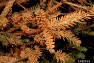 Chrysomyxa arctostaphyli