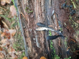 Xylaria longipes