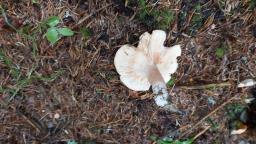 Lactarius aurantiacus