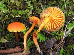 Hygrocybe mucronella