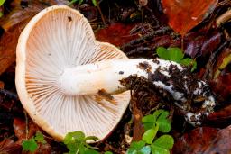 Hygrophorus abieticola