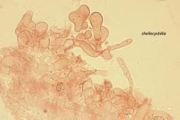 Marasmius wynneae