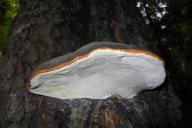 Fomitopsis pinicola