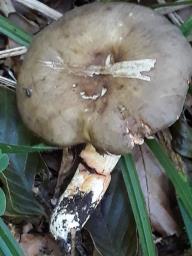 Lactarius pterosporus